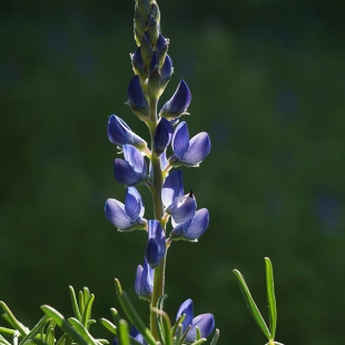 Lupinus angustifol